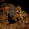 Scorpionfish